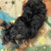 male yorkie mix ready for his new home