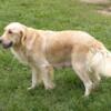 Charlotte, MI -  Taffy, AKC Golden Retriever Female dog