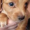 Chiweenies and Chuggles for sale