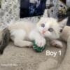 Ragdoll kitten boy 1
