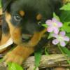 AKC Rottweilers ready on May 23!