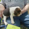 AKC Beagle Pups for sale