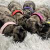 Merle Frenchie Puppies born 