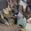 Akc sable male 9 months old