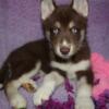 Huskies looking for a forever home