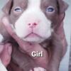Pitbull Puppies available in evergreen nc