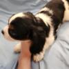 AKC cavalier king charles puppies are here!