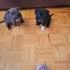 A.P.T. PUPPIES 10weeks old. For sale NOW