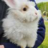 Purebred English Angora Babies for sale! Ready now!