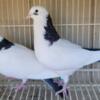 Bakinski Pigeons highflyers tumblers