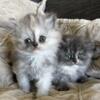 PERSIAN KITTENS available May 23