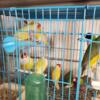 Lady gouldian for sale