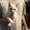flame point siamese young