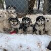 Due in May   Giant Wooly Alaskan Malamute / Siberian Husky Pups