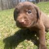 Chocolate lab male AKC MOTHERS DAY SALE