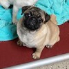 young adult male and female pugs