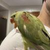Baby Alexandrian Ringneck parrot