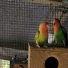 Lovebirds- Breeders only we have Peach face, Masked variety and Fischer's