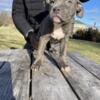 American Bully Puppies For Sale $500