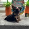 Adorable CKC registered Yorkshire Terriers available $2000