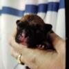 French Bulldog Newborn/Pups 2024