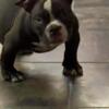 Bully puppies looking for a nice home location flint Michigan 6x bape bloodline paperwork available