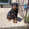 5 month old AKC registered females Rottweilers
