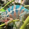 Ambilobe/Faly cross for the prettiest 5 month old baby panther chameleons anywhere!