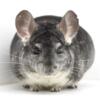 1 Year Old Standard Grey Male Chinchilla  shown several times at MCBA shows