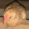 Backyard Breed Pullets for sale $5