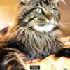 Expecting Maine Coon litter