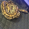 Female ball Pythons