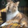 Rehoming Rough Collie Pair