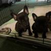 AKC Registered French Bulldog Puppies