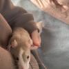 5 female 7 week old PET rats