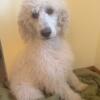Adorable standard poodle puppies