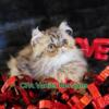 Persian Cats And Kittens In Texas