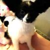 Papillon Beautiful Black and White Female SPECIAL SALE RIGHT NOW!