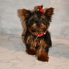 Yorkie micro male 4 months