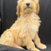 F2 Goldendoodle Puppy - HENRY