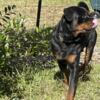 AKC Male Rottweiler almost 2 years old