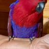 Female Vos Eclectus extremely friendly
