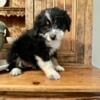Male Bernedoodles 9 weeks old ready for new homes