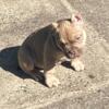 American bully puppy for sale