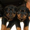 ROTTWEILER Puppies   TEXASROTTWEILER.COM   - akc registered