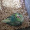 Pied/parrotlet babies. handfed