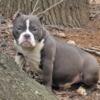 Micro UKC Male  Pup Available