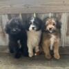 Pomoodle puppies available!