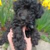 Black Toy Poodle Puppy $200