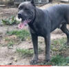 Cane Corso Puppies Available $1500